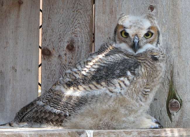 Great Horned Owl - Bubo virginianus