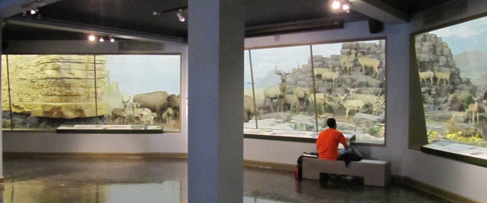 North American panorama at the University of Kansas Natural History Museum