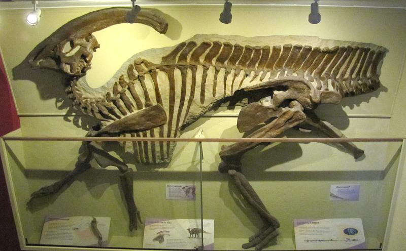 Duck-Billed Dinosaur (Parasaurolophu walkeri) - University of Kansas