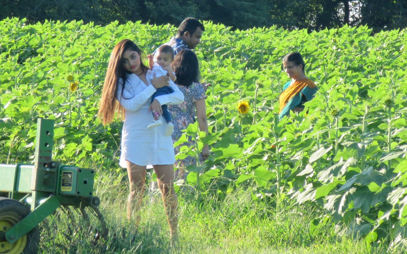 2019 Sunflower blooms in Kansas