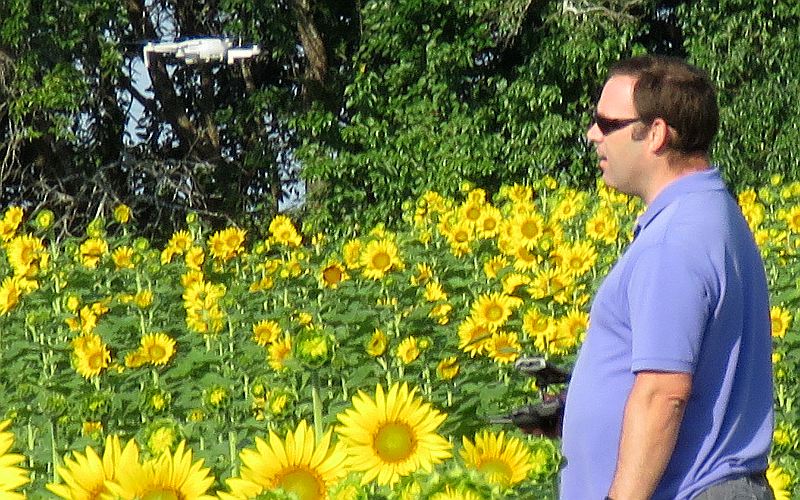 Sunflowers near Reno, Kansas