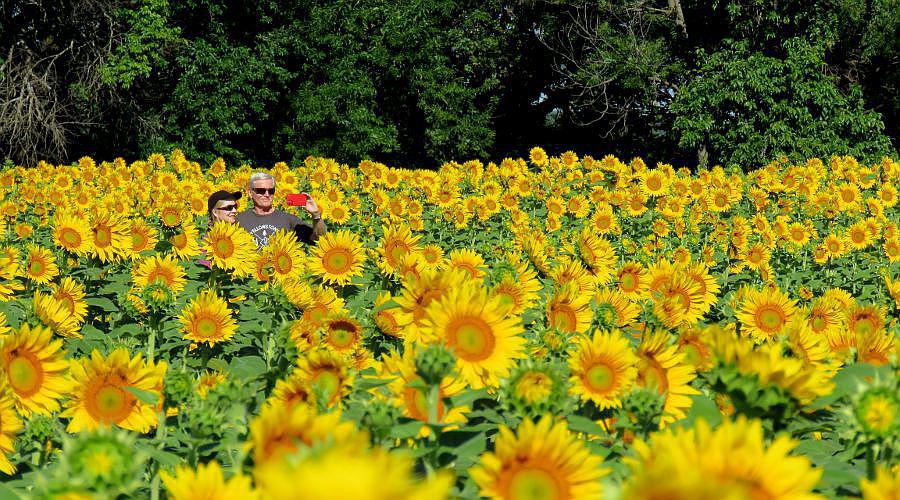 Grinter's Sunflower Farm - Leavenworth County, Kansas
