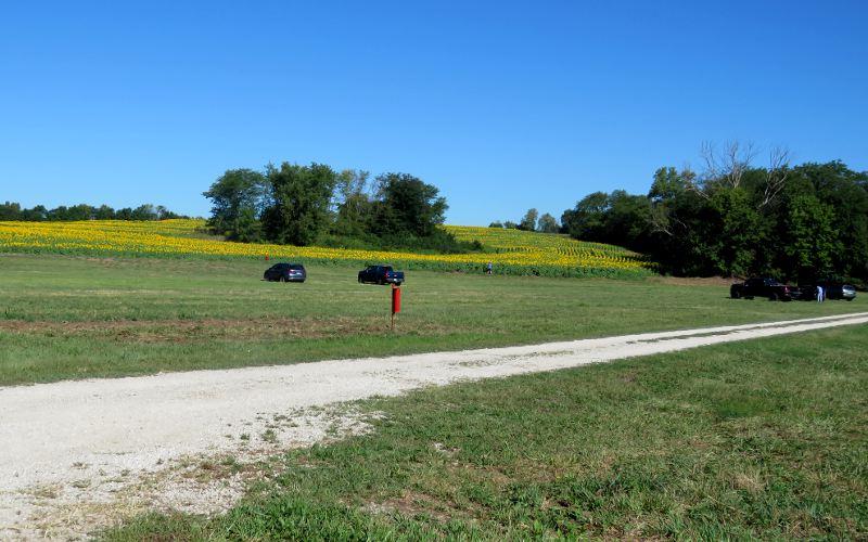 Grinter's Sunflower Farm parking.