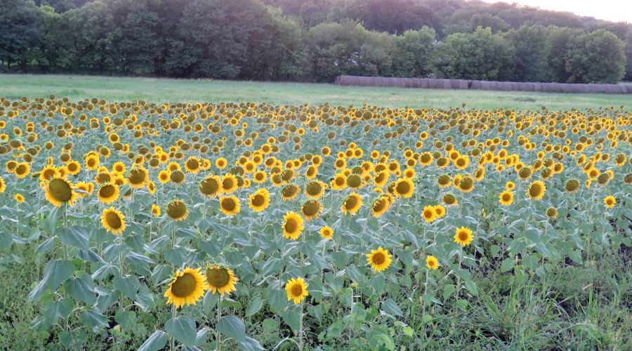Hunsinger Sunflower Patch