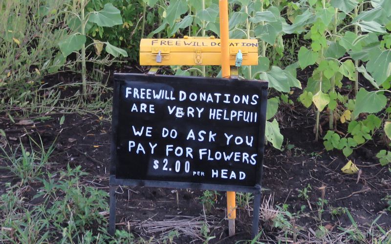 Free will donations - Hunsinger Sunflower Patch