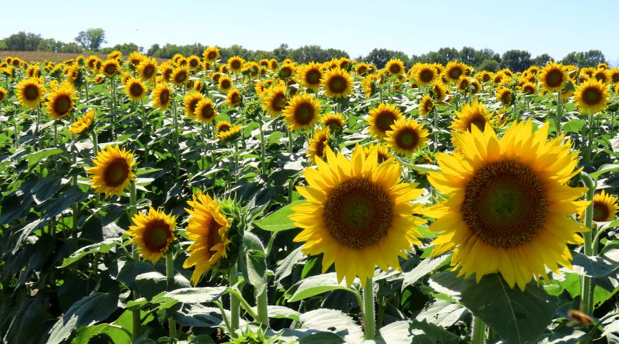 Grinter's Sunflower Farm - Leavenworth County, Kansas