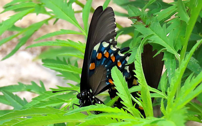 Black Swallowtail butterfly