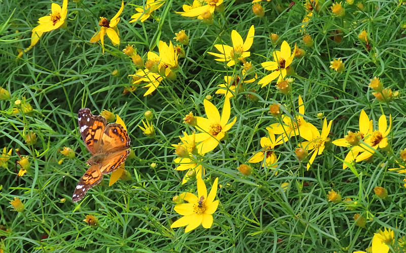 Painted Lady butterfly at Monarch Waystation Number 1