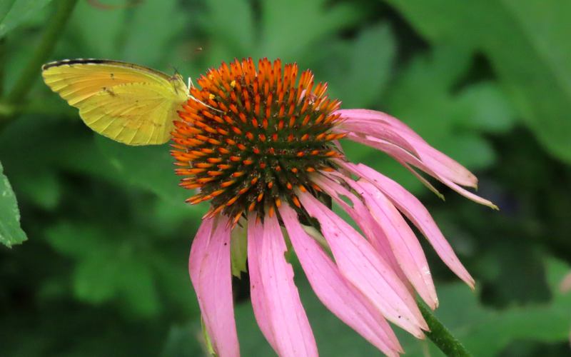 Clouded Sulphur butterfly at Monarch Watch