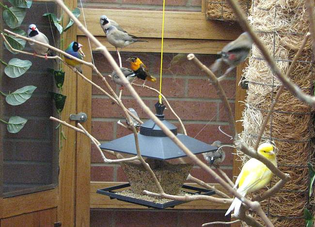 finched, waxbills, nuns and a canary