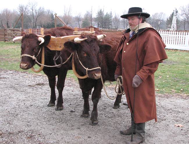 Oxen at Mahaffie Stagecoach Stop and Farm Historic Site