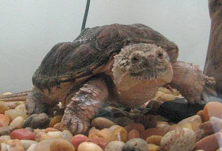 Snapping turtle at Ernie Miller Nature Center - Olathe, Kansas