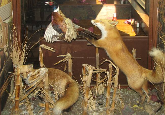 Fox and pheasent