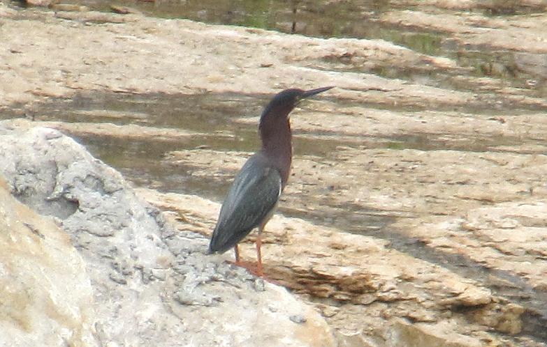 Green Heron (Butorides virescens)