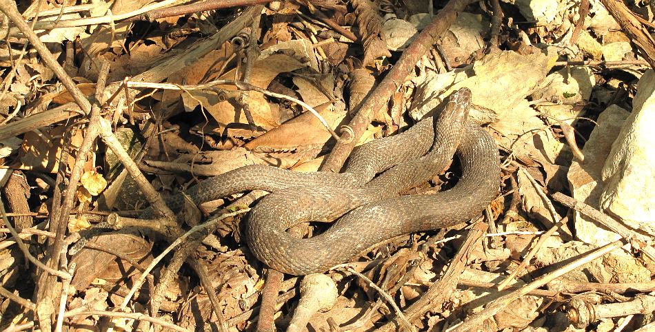 Northern Water Snake  (Nerodia sipedo)