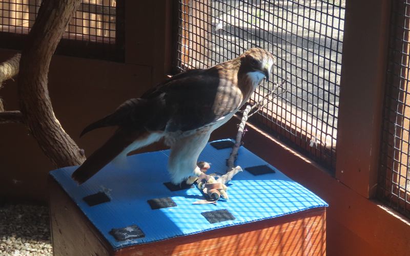 Red Tailed Hawk - Ernie Miller Nature Center