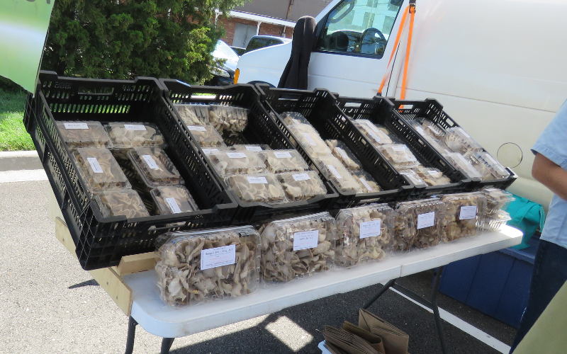 Dragonfly Farms mushrooms