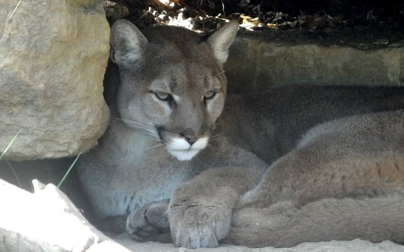 mountain lion - Topeka, Kansas