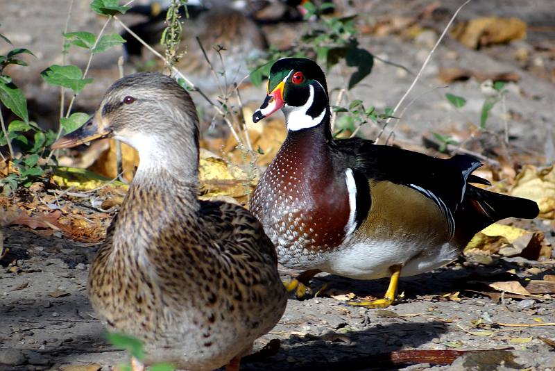 Wood Duck - Topeka Zoo