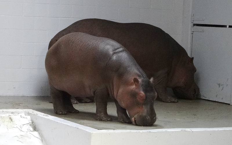 Hippopotamus - Topeka, Kansas