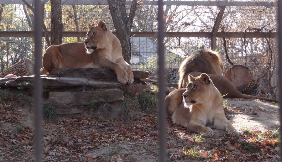 Lion's Pride - Topeka Zoo