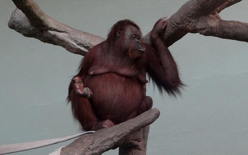 Topeka Zoo Topeka, Kansas