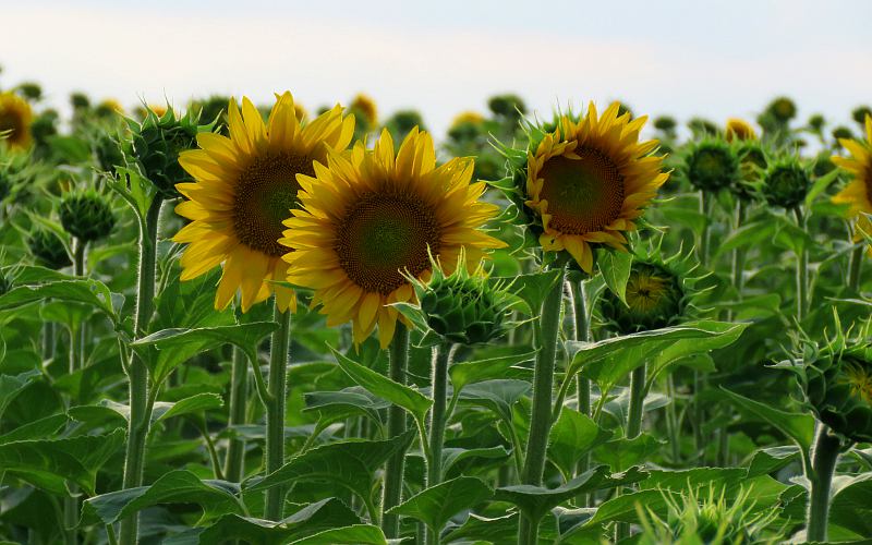 Berry Hill Sunflowers - Topeka, Kansas