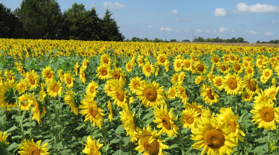 Berry Hill UPick Farm Sunflowers