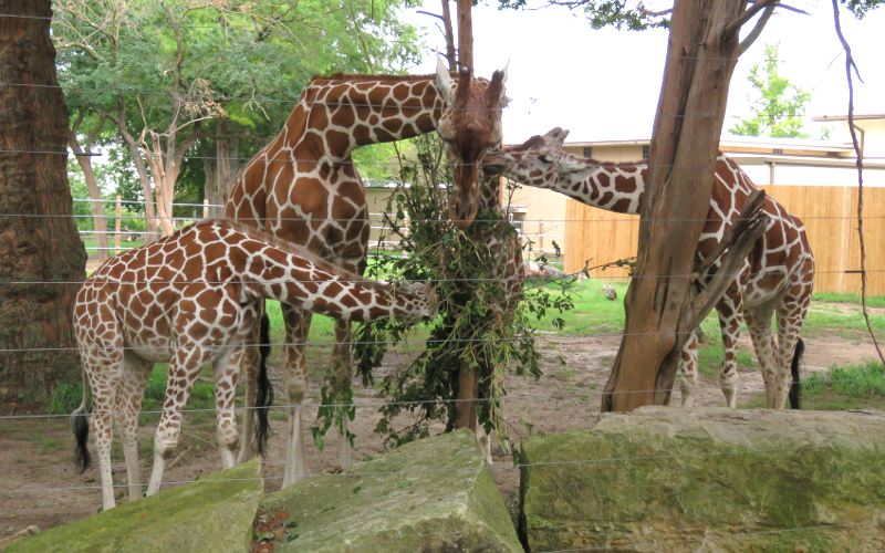 Giraffes at Topeka Zoo