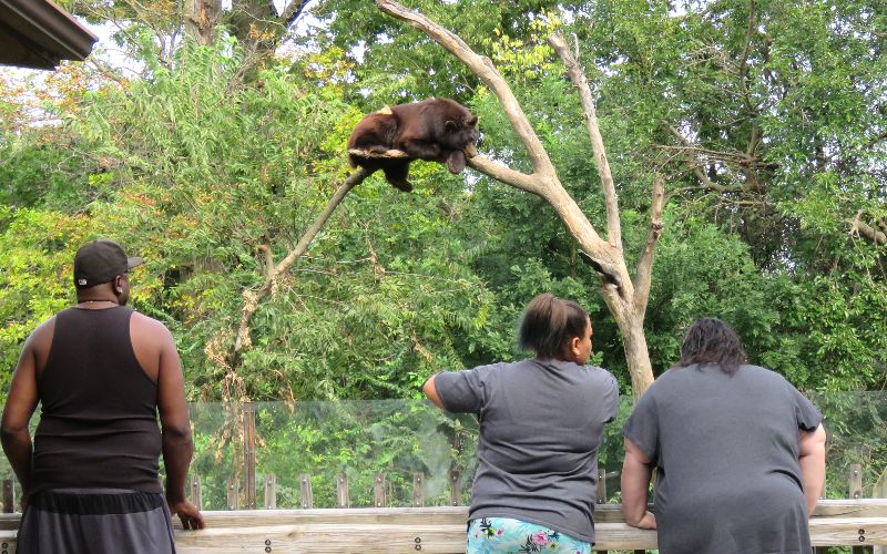 Black Bear - Topeka, Zoo