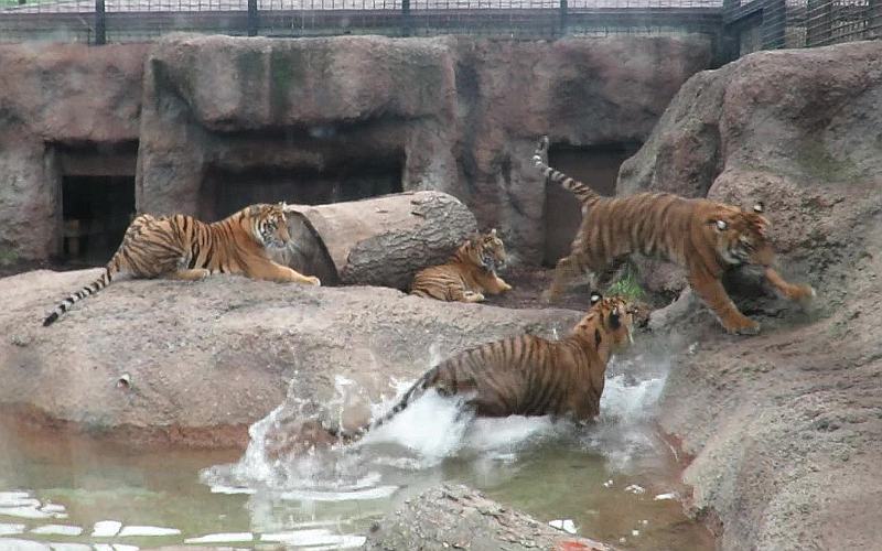 Sumatran Tiger - Topeka Zoo
