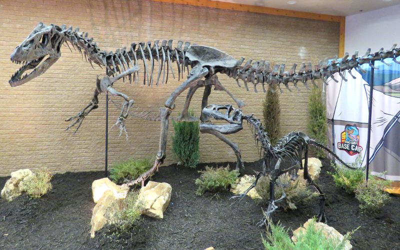 Allosaurus skeleton
