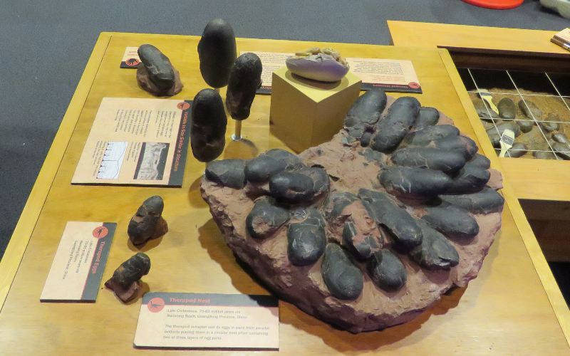 Theropod Eggs - Topeka Dino Days