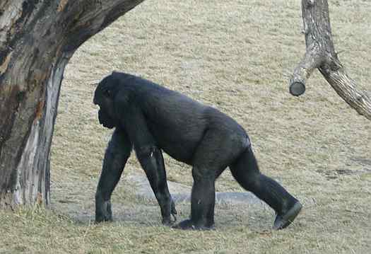 Downing Gorilla Forest at Sedwick County Zoo in Wichita, Kansas
