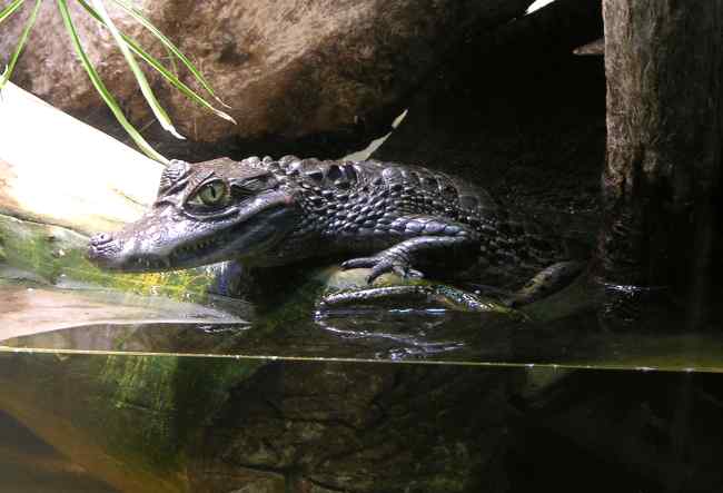 Spectacled Caiman at the Sedgwick County Zoo