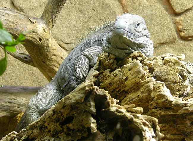 Grand Cayman Blue Iguana at the Sedgwick County Zoo