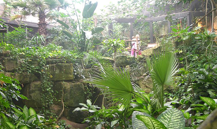 Jungle (indoor rainforest) at the Sedgwick County Zoo