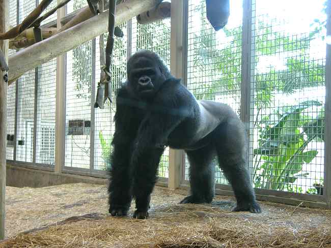 Lowland Gorilla at the Sedgwick County Zoo