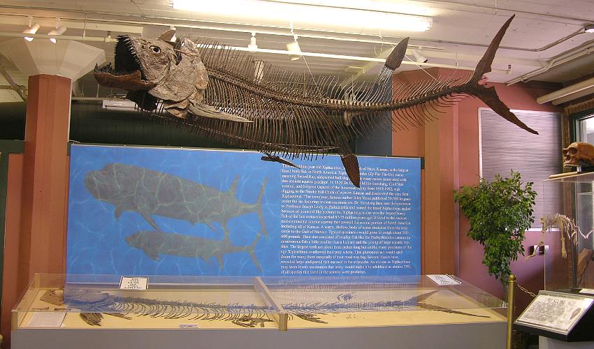 Dinosaurs at Museum of World Treasures