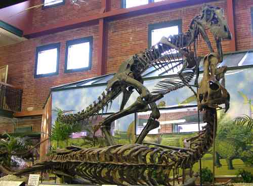 Daspletosaurus and Edmontossaurus regalis