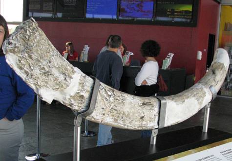 mammoth tusk at Exploration Place