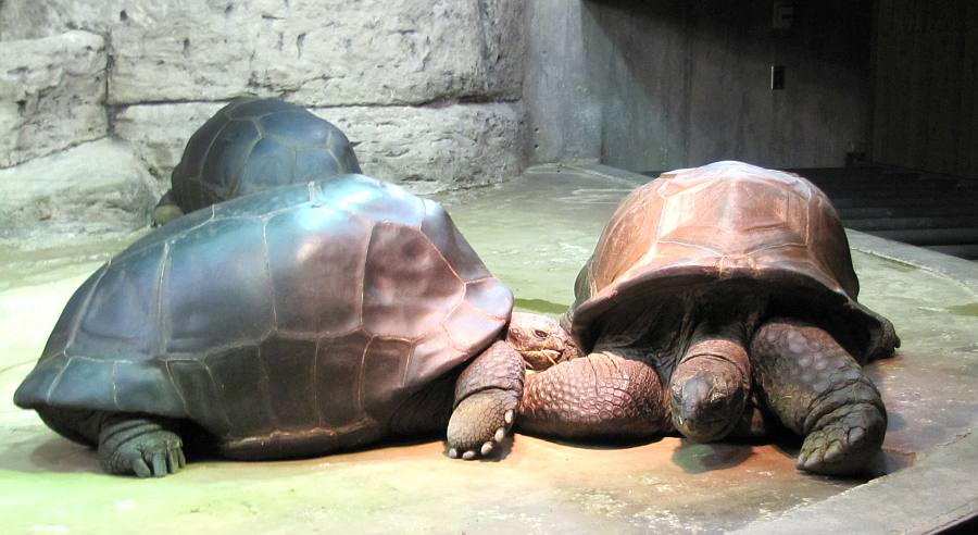 Aldabra Giant Tortoise (Geochelone gigantea) at the Wichita Zoo