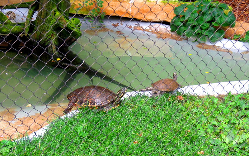 Painted turtles at the Kansas Wildlife Exhibit