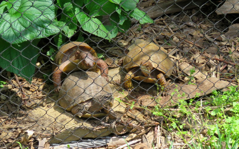 Three-toed box turtles, AKA eastern box turtles