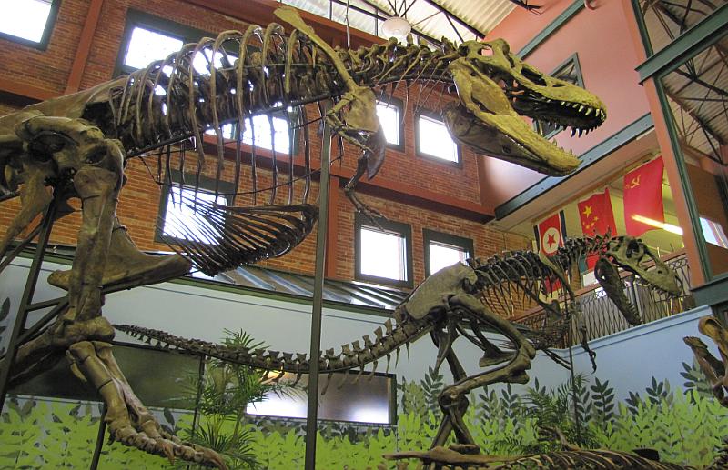 T-Rex and Daspletosaurus skeltons at the Museum of World Treasures
