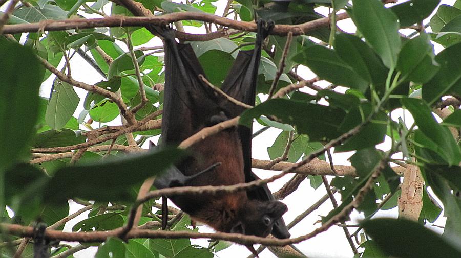 Giant Indian Fruit Bat at the Sedgwick County Zoo