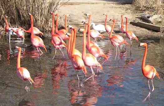 wildlife at Kansas Zoos